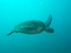 you will meet many turtles in gili islands