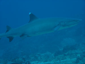 Whiteship shark in gili trawangan