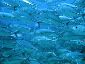 Jackfish in gili trawangan-shark point-